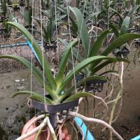 ราคา กล้วยไม้สกุลช้าง ลุ้นสี (3236496539)