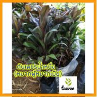 ราคา ต้นเทียนมหาลาภ​ ต้นเพชรน้ำหนึ่ง​ ต้นหมากผู้หมากเมีย (20374869226)