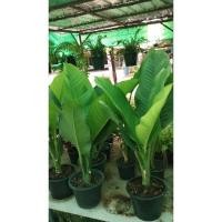 ราคา เศรษฐีวิลสัน ไม้มงคลเรียกทรัพย์ กระถาง10" (9759355382)