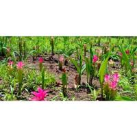 ราคา เมล็ดกระเจียวป่า,กระเจียวกินได้,กระเจียวกินดอก,กระเจียวปลูกประดับ 1 ซองบรรจุ 30 เมล็ด (11050540789)