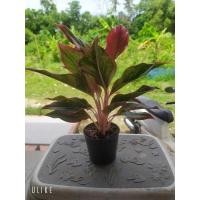 ราคา แสงเงินแสงทอง(ไม้มงคล ไม้สะสม) (9872378283)