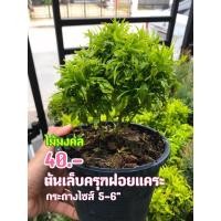 ราคา ต้นเล็บครุฑฝอยแคระ ต้นฟอร์มสวยๆ (7087252660)