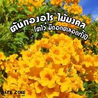 ราคา ต้นทองอุไร ทองอุไร สีเหลือง ไม้มงคล มีดอกตลอดทั้งปี (ซื้อขั้นต่ำ2ต้น) (20179504035)