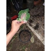 ราคา ต้นฮกหลง ราคาถูกกกกก (12727727505)