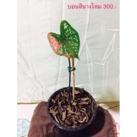 ราคา บอนสีนางไหม/นางไหม/กระถาง6นิ้ว (11841763707)