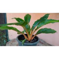 ราคา ต้นไม้มงคล-เศรษฐีก้านทอง+กระถาง6นิ้ว (13442749666)