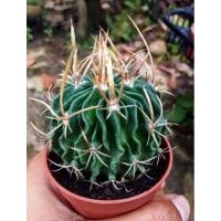 ราคา แคคตัส(cactus) คลื่นสมอง (6145360287)