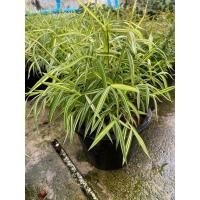 ราคา ต้นไผ่เงิน-ไผ่แมว#พุ่มใหญ่#กระถาง 8 นิ้ว (23246050247)