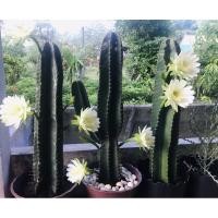 ราคา เมล็ดแคคตัสหนามดำพันธุ์หายาก 20 เมล็ด #กระบองเพชร ซีริอุส เฮกซะโกนัส คอนโดนางฟ้าสายพันธุ์ #Cereus hexagonus (7355224265)