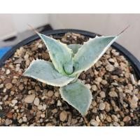 ราคา อากาเว่​ กระบี่ทองคำ (20291044001)