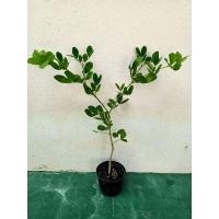 ราคา แก้วเจ้าจอม 6ใบ เพาะเมล็ด ต้นแข็งแรง ใบใหญ่ ส่งพร้อมกระถาง4นิ้ว (17698452201)