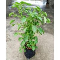 ราคา ตำแยแมว (ให้แมวทานส่วนราก) มีให้เลือก2แบบ (19622176724)