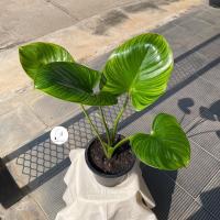 ราคา ต้นพัดโบกน้ำ (ริ้วทอง) (12578364554)