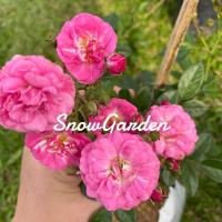 ราคา กุหลาบ Otto Linne Rose ออตโต้เลนิน (ติดดอก) ดอกเป็นพวง เลี้ยงง่าย ออกดอกทั้งปี (14057505654)