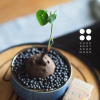 ราคา บัวบกโขด ต้นไม้สายอาร์ท B01 :บัวบกโขดพร้อมกระถางเซรามิคญี่ปุ่น (3027931075)