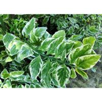 ราคา กวักเงินกวักทอง ไม้ด่าง ใบไม้ด่าง (3894401726)