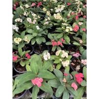 ราคา ต้นโป๊ยเซียน คละสี กระถาง 5-6 นิ้ว (16555744721)