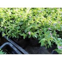 ราคา ❁✧☜หลิวไต้หวัน (ขั่นต่ำ 20 ต้นคละได้ค่ะ) (3054493693)