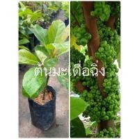 ราคา ต้นมะเดื่อฉิ่ง มะเดื่อฉิ่งชุมพร ชำกิ่ง ขนาด35-40เซนฯมะเดื่อกินผลเป็นผักแกล้มลูกดกทั้งปีต้นเตี้ย (16033913328)