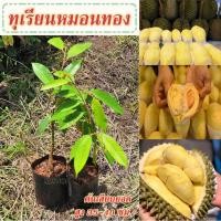 ราคา (1 ต้น)ต้นพันธุ์ทุเรียนหมอนทองจากอุตรดิตถ์ Durain Mongthong (ทุเรียนหมอนทอง)ต้นเสียบยอดสูงประมาณ35-40ซม. [1กล่อง/1ต้น] (11906717563)