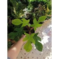 ราคา สวยมากๆต้นไม้ ต้นก้ามกุ้งแดง ใบสวยมาก (13618951436)