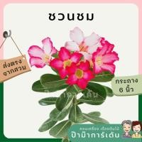 ราคา ต้นชวนชม ขนาด 6 นิ้ว คละสีดอก (16154743689)