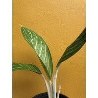 ราคา อโกนีมา ต้นคฑาเงิน ไม้ประดับ (3980281533)