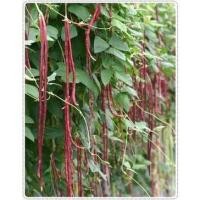 ราคา เมล็ดพันธุ์ เมล็ดถั่วฝักยาว ถั่วฝักยาวสีม่วง ถั่วฝักยาวสีแดง 50 เมล็ด [10 แถม 1 คละได้ ] (25300188252)
