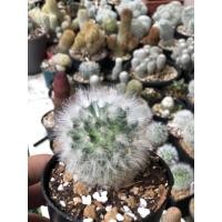 ราคา ( Mammillaria Bocasana )แมมขนแมวผสมขนแกะ (4044942283)