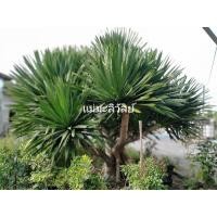 ราคา จันผา สูง 20-30 เซนติเมตร ทรงสวย (22750452377)