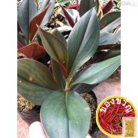 ราคา ต้นพัดโบกแดง/บัวประทุม(Costus erythrophyllus Loes.) นิยมปลูกเป็นไม้ประดับสวน ไม้กระถาง เป็นไม้มงคลเชื่อว่าเมื่อมีดอกช/种子 (22832269111)