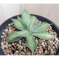 ราคา อากาเว่agave isthmensis becky (23145824537)