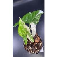 ราคา ต้น เงินไหลมา ด่างขาว (15976245588)