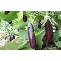 ราคา ต้นกล้า มะเขือม่วงลิง ต้นกล้าละ 8 บาท พร้อมปลูก ซื้อ 10แถม2 (19184271751)