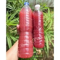 ราคา จุลินทรีย์สังเคราะห์แสง หัวเชื้อจุลินทรีย์สังเคราะห์แสง PSB หัวเชื้อแท้ 100% เร่งแตกราก ออกดอก บรรจุ 500 ml และ 1500 ml (21627361355)