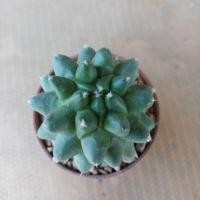 ราคา แมมอิรุซามุ ดอกชมพู (5042378985)