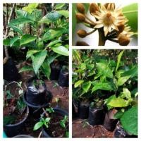 ราคา ต้นพิกุลทองขนาด35-40ซม.1ชุด2ต้น (4621578246)