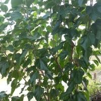 ราคา กิ่งพันธุ์หม่อนบุรีรัมย์ 60 ใบใหญ่ ( 15กิ่ง) (6236635149)