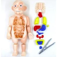 ราคา #HumanBodymodel#หุ่นจำลองร่างกายมนุษย์ (4287751990)