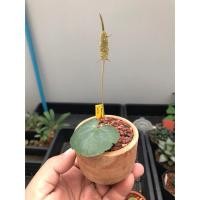 ราคา เมล็ด Dorstenia barnimiana มะพร้าวทะเลทรายตัวหายาก จากประเทศเคนย่า ไม้หัว ไม้โขด (23518738480)