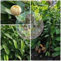 ราคา ต้นจำปูน (ขนาด40ซม.) (20177759641)