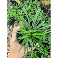 ราคา ต้นหนวดปลาดุกแคระ (ต้นไม้จิ๋ว) (4553448090)