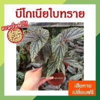 ราคา บีโกเนีย บีโกเนียใบทราย ในกระถาง 4 นิ้ว สีสวย ต้นไม้มงคล ต้นไม้ประดับบ้านและคอนโด ต้นไม้ในร่ม ต้นไม้ในบ้าน (15253880413)