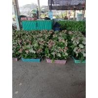 ราคา ต้นหยกมงคล (ต้นส้มเช้า) (12753250127)