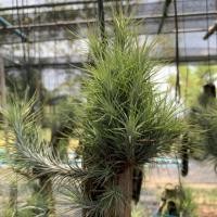 ราคา ทิลเเลนเซีย สับปะรดสี ฟั้งเคียน่า Tillandsia Funckiana (1889506580)