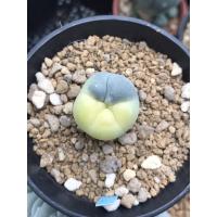 ราคา Lophophora Fricii Variegated - ไม้นำเข้า (21034551547)