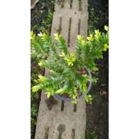 ราคา ล่ำซำ หรือ ต้นหูหนู สวย (21255267562)