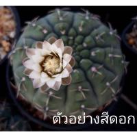 ราคา ❗❗ส่งฟรีไม่ต้องใช้โค๊ด❗❗Gymnocalycium ochoteranae ยิมโนคาเลเซี่ยม ออคโชเทอราเน่ ผิวสีม่วง (11437714592)