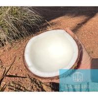 ราคา มะพร้าวทับสะแกแท้ๆ ส่งตรงจากสวน มะพร้าวกะทิ มะพร้าวแกง มะพร้าวแก่ทับสะแกเนื้อหนามันเยอะ (22610276329)