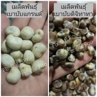 ราคา เมล็ดเบาบับ​ 2 สายพันธุ์​ 12 เมล็ด  แกรนด์​4 (มาดากัสการ์) + ดิจิทาทา8​(แอฟริกัน) (6834709727)